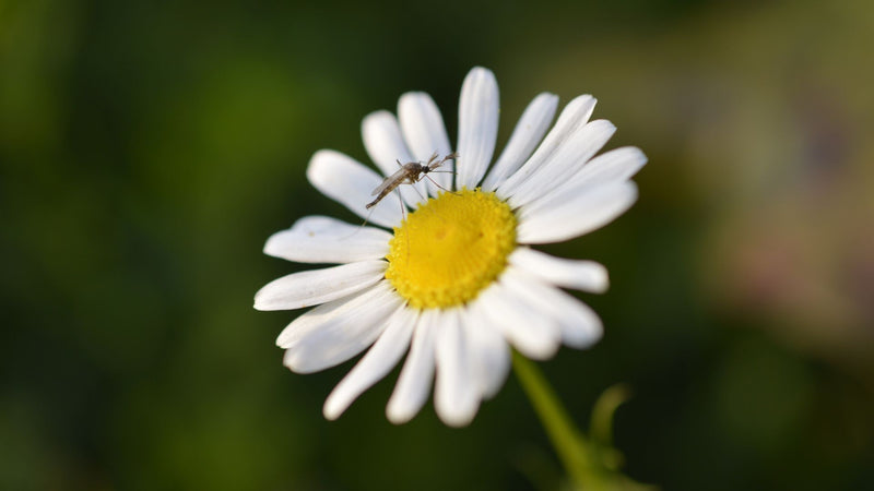 a mosquito sits on the center of a daisy