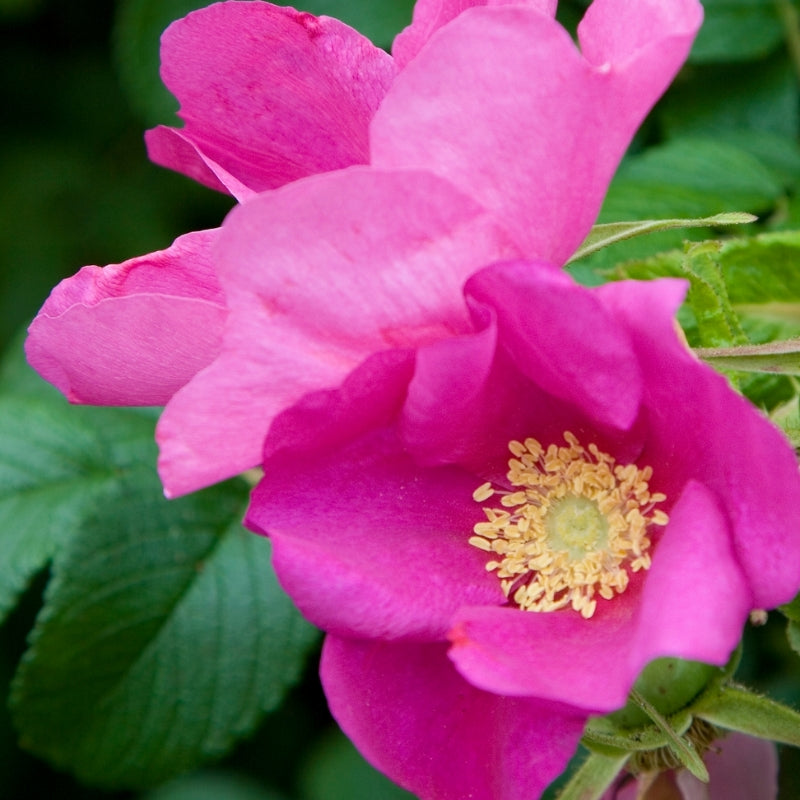 A fully opened rosa rugosa. The flower is bright pink and the center is a creamy golden yellow. 