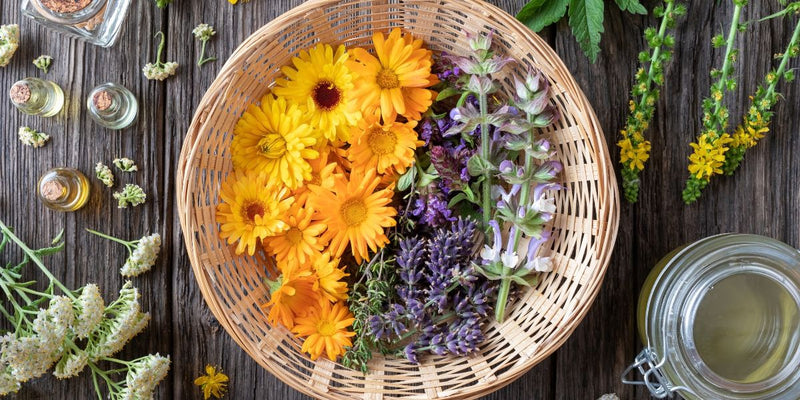 A basket with fresh calendula flowers, hyssop, and lavender is on a wooden table with other fresh herbs surrounding it.