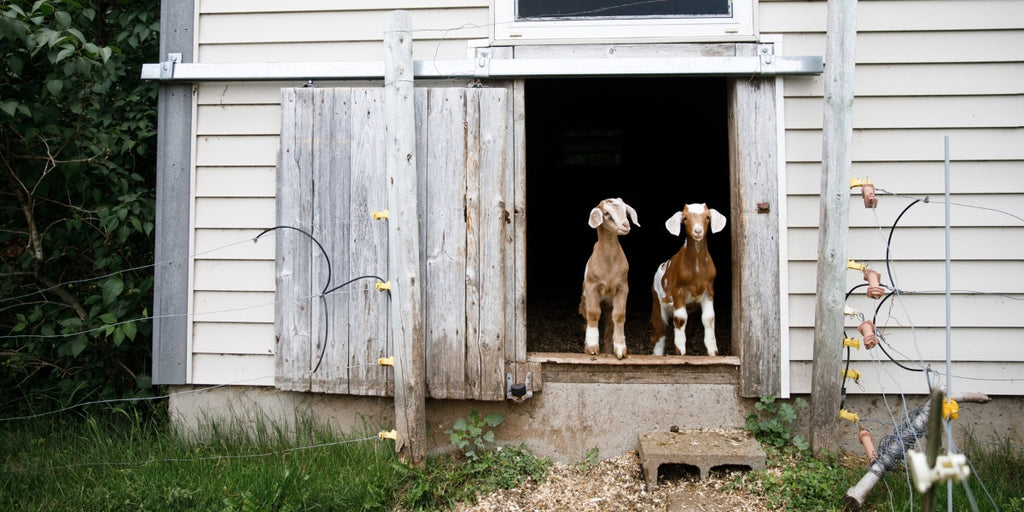 Two goat standing in the doorway of a grey barn. It is late spring with green grass and trees full of foliage.