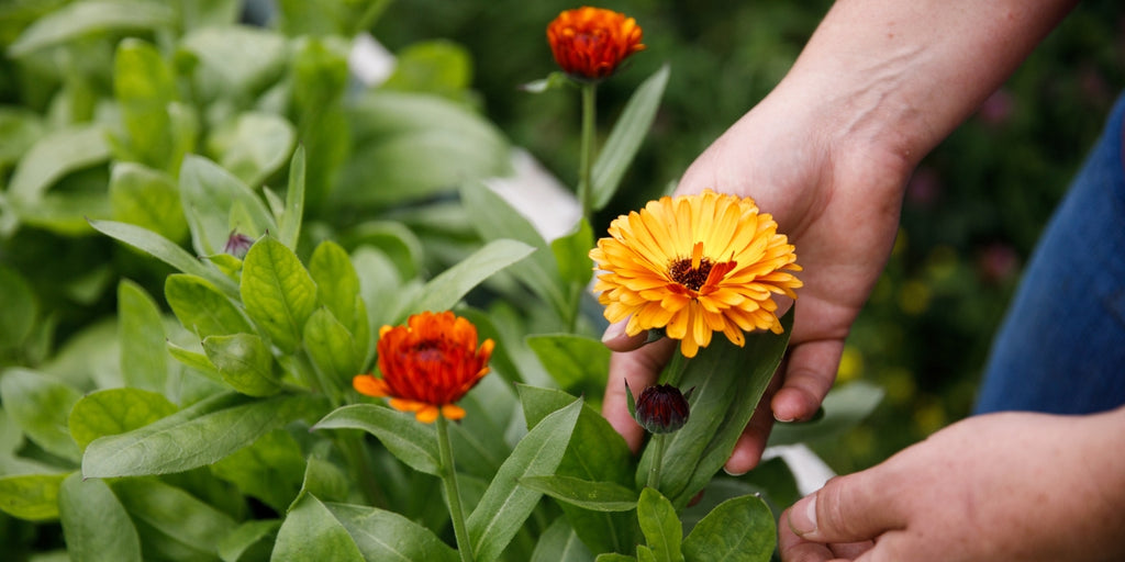 Hands are touching a base of a calendula blossom.  There are three flowers in bloom that hands are near an orange one and there are two slightly ope buds to the top and lower left of the hands in this garden.